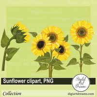 Sunflower bouquet png